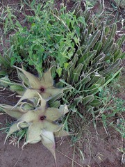 Ceropegia gigantea image