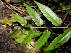 Rubus swinhoei