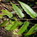 Rubus swinhoei - Photo (c) 金翼白眉, algunos derechos reservados (CC BY-NC), uploaded by 金翼白眉