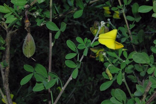 Crotalaria monteiroi var. galpinii image