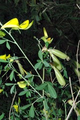 Crotalaria monteiroi image