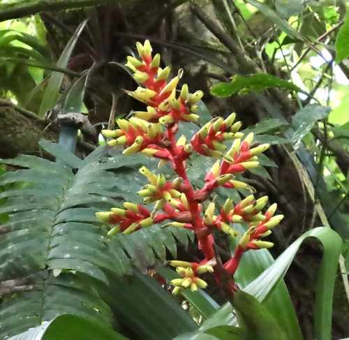 Guzmania scherzeriana, photograph 6