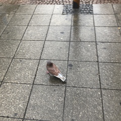 Columba livia domestica
