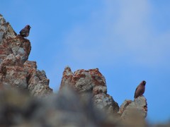Carpodacus rubicilla
