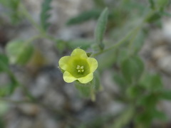 Emmenanthe penduliflora penduliflora