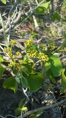 Cissus madecassa image