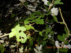 Rubus nagasawanus