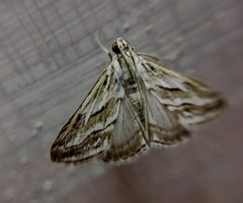 Evergestis desertalis