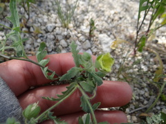 Emmenanthe penduliflora penduliflora