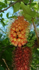 Combretum macrocalyx image