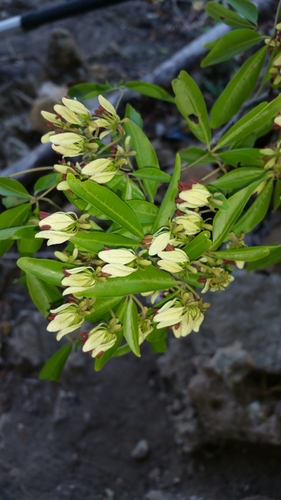Crateva excelsa