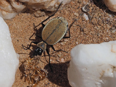 Graphipterus limbatus