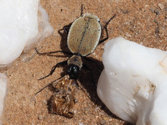 Graphipterus limbatus