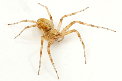 Philodromus praedatus