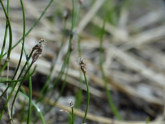 Eleocharis parishii