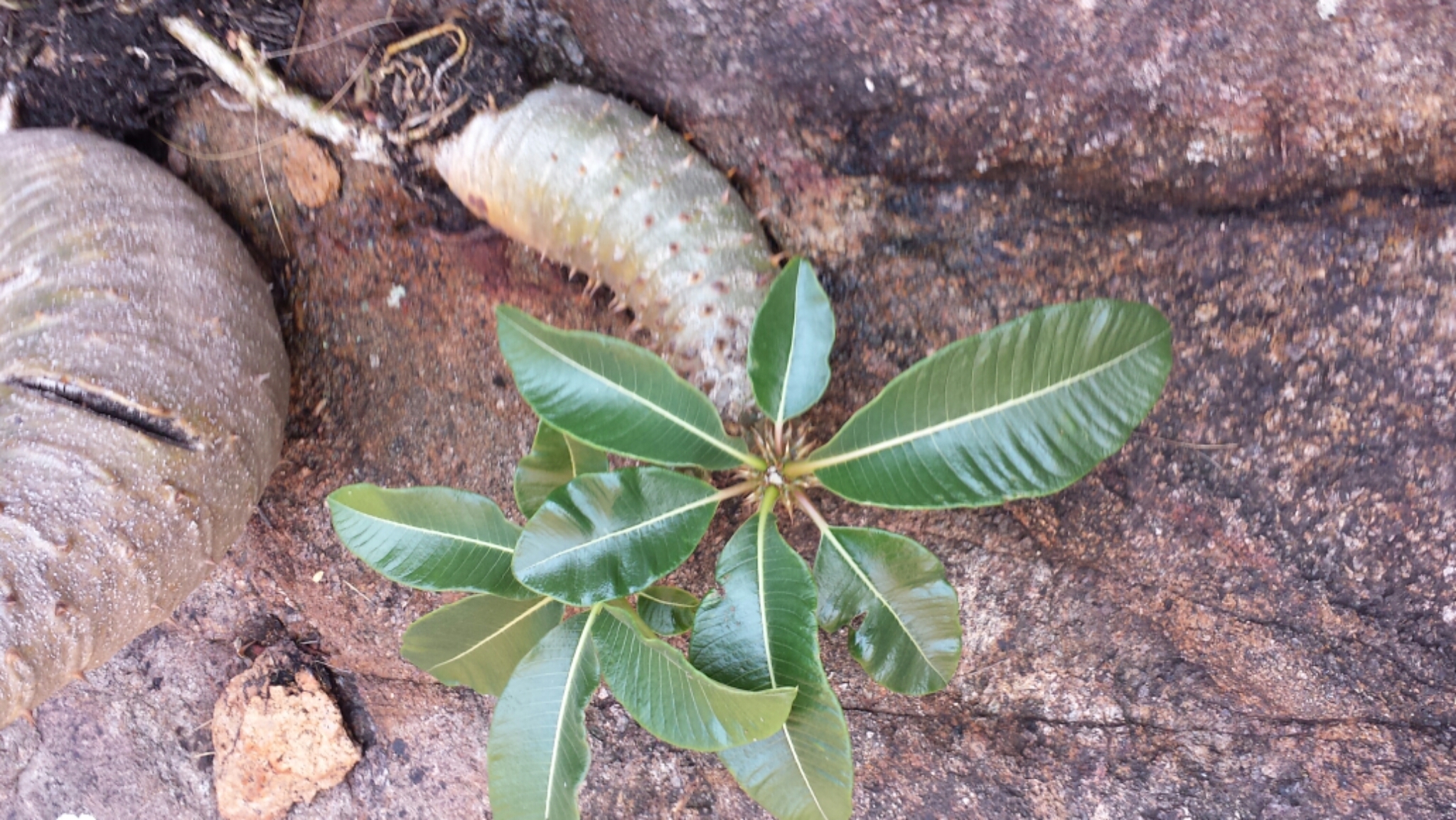 Pachypodium baronii