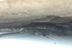 Ptyodactylus puiseuxi