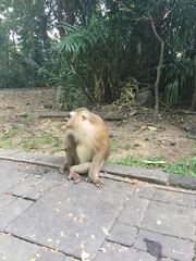 Macaca