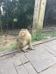 Macaca