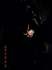 Poltys illepidus