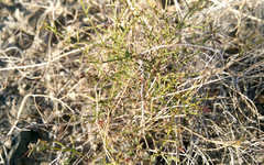 Fagonia laevis