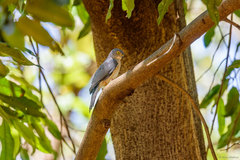 Accipiter francesiae