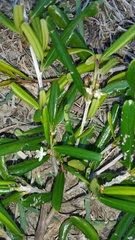 Erythroxylum leandrianum image