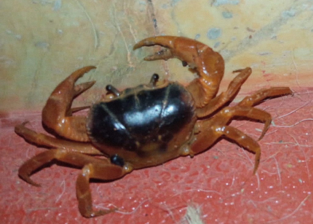 Rajathelphusa
