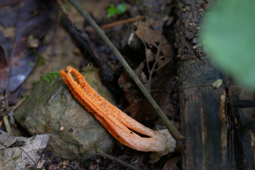 Pseudocolus fusiformis · June 2023 · photo: © moogoo (iNaturalist, cc-by)