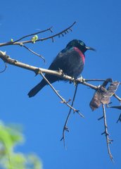 Cinnyris bifasciatus
