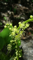Image of Croton aleuritoides