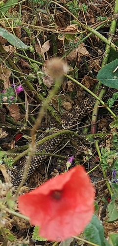 East-Four-lined Ratsnake, Ulus, 34537 Büyükçekmece/İstanbul, Türkiye, photo 7 of 10