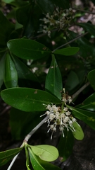 Coptosperma