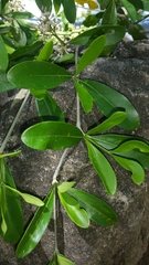 Coptosperma