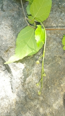 Mallotus oppositifolius