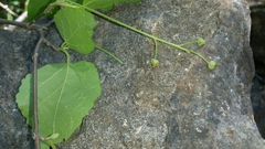 Mallotus oppositifolius