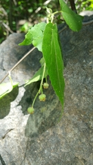 Mallotus oppositifolius