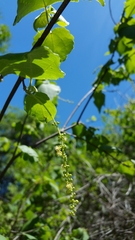 Mallotus oppositifolius