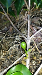 Coffea sahafaryensis image