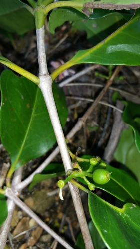 Coffea sahafaryensis image