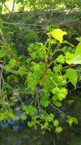 Alchornea alnifolia