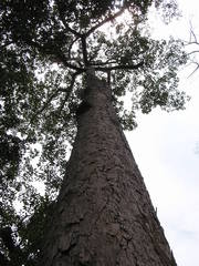 Dipterocarpus alatus