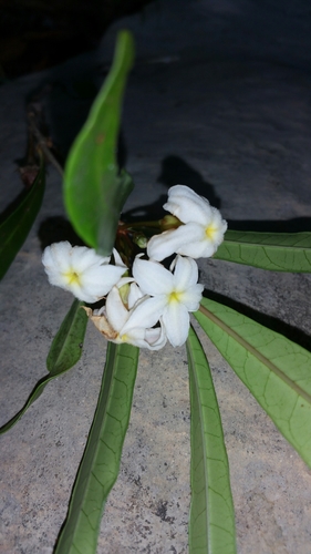 Mascarenhasia arborescens