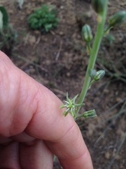 Drimia echinostachya