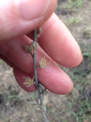 Drimia echinostachya