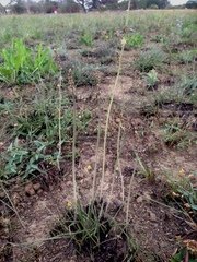 Drimia echinostachya