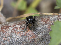 Pellenes allegrii