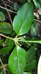 Peponidium
