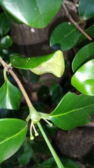 Peponidium