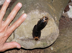 Blaberus craniifer